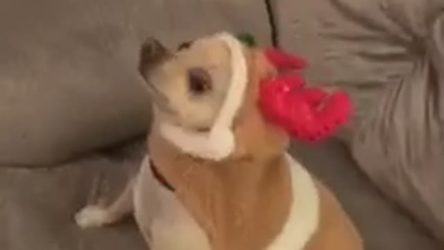 wildanimalsdoingthings - Ashamed (ig lady.and.luigi) #funny #dog #chihuahua #christmas