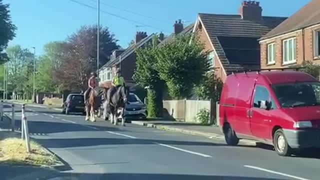 Two horses in