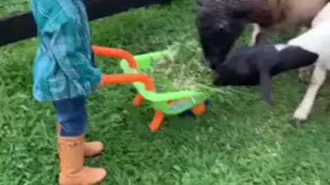 Kid helps out by feeding the farm animals