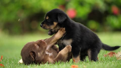 Cute Puppy Baby Dog Playing In The Green Park