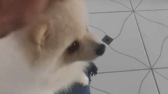 adorable dog