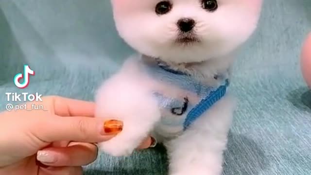 Cute dog so funny