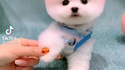 Cute dog so funny