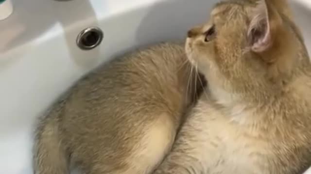 Funny cats 2