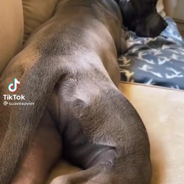 Don't ever trust dogs....Funnyyyy