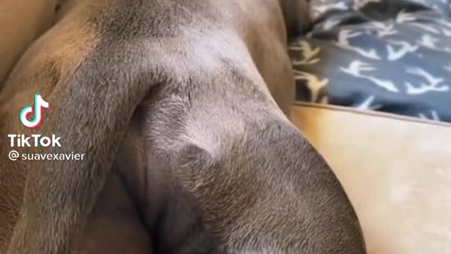 Don't ever trust dogs....Funnyyyy
