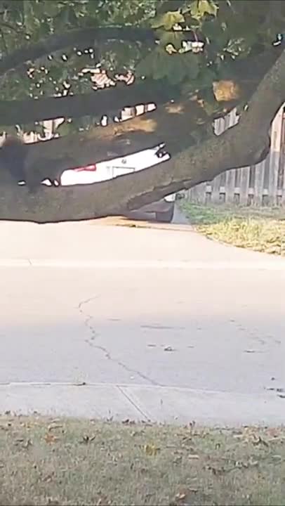 Squirrel Dances To Mario Music