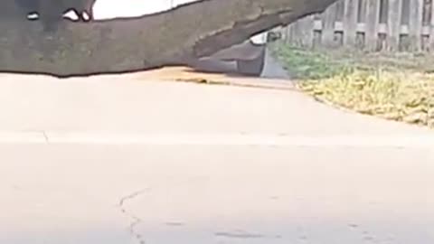 Squirrel Dances To Mario Music