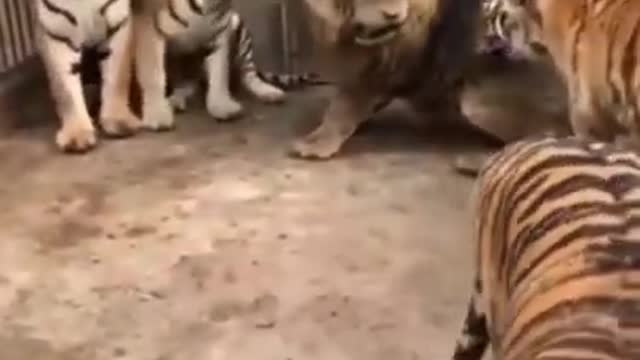 Lion vs tiger real fighting scene