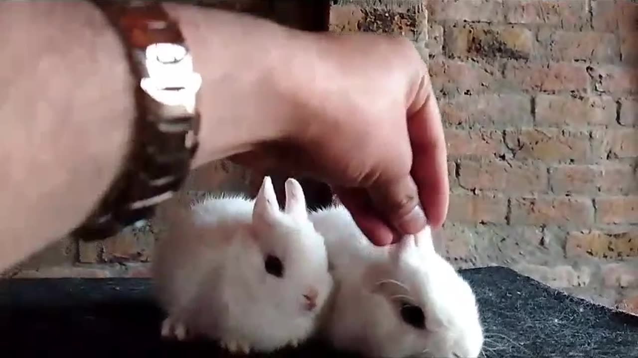 Cute Rabbit