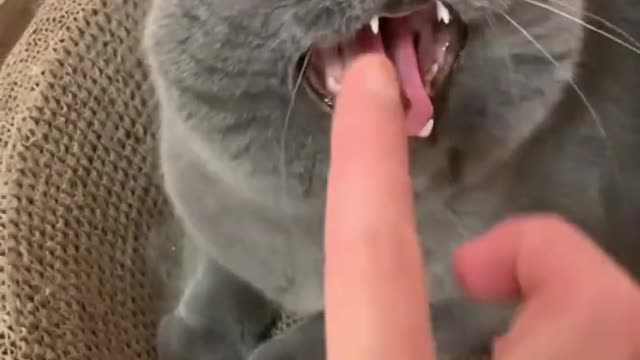 Funniest Cats And Dogs Videos 😂