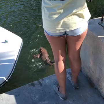Nurse Shark “Walks” In Paradise