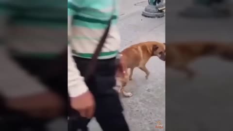 Try Not To Laugh Challenge with Poor Dog - Funny Dog Trick Compilation