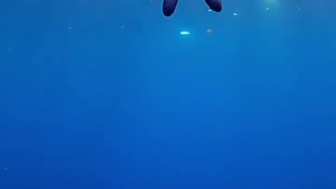 wildlife