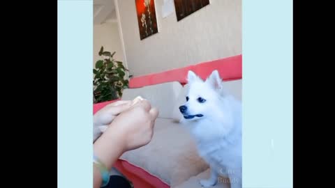 Funny dog