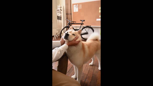 Dogs playing with humans