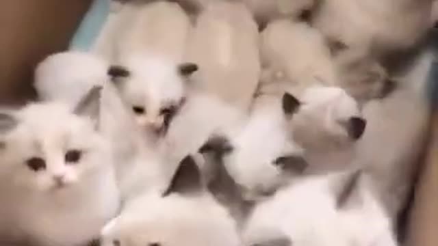 Lovely Cat, black cat, cats, funny cats, funny cat videos