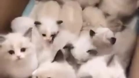 Lovely Cat, black cat, cats, funny cats, funny cat videos