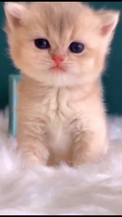 very cute little cat makes you laugh!