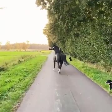 Out for a stroll with the pets.. Awww