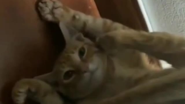 A cat playing a room.