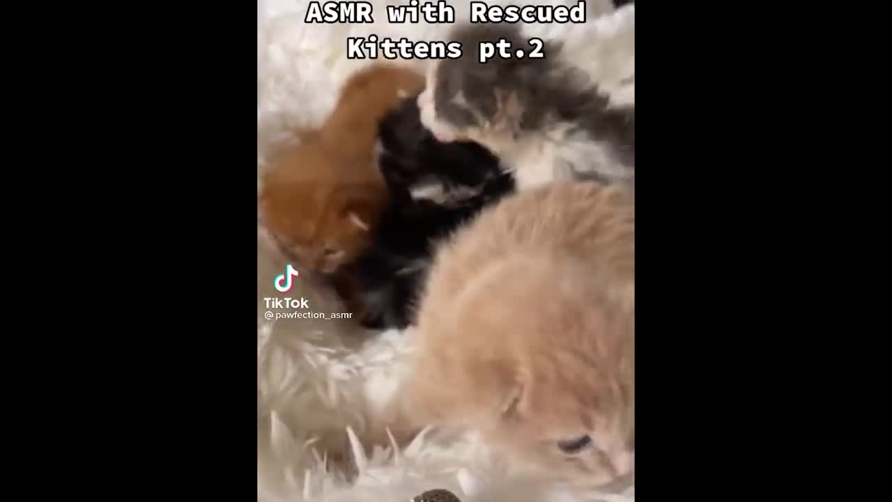 BEST CAT MEMES (FUNNY CATS)
