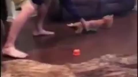 Funny cat kids