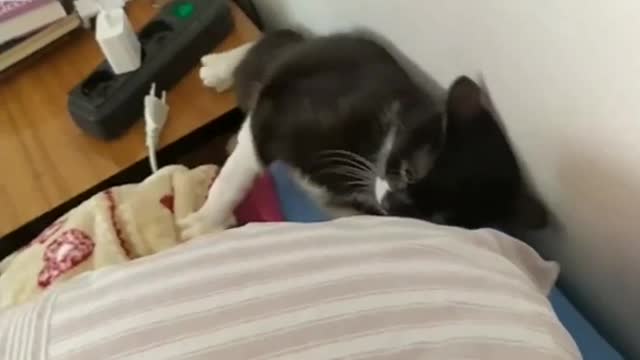 The day I brought my cat home for the first time, I knew he was going to be my best friend