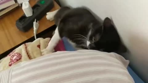 The day I brought my cat home for the first time, I knew he was going to be my best friend