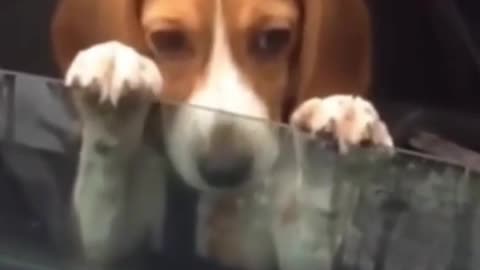 Funny dog in a car #shorts