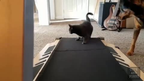 Cat exercises lovely videos