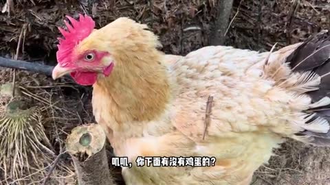 mother chicken lays eggs