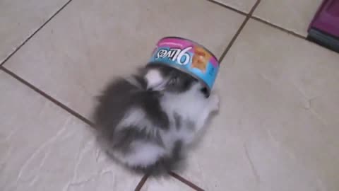animals is beautiful