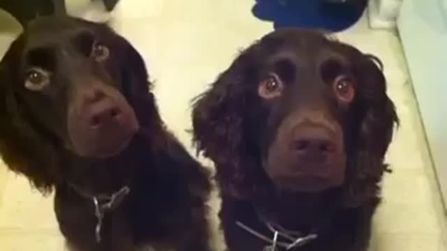 Two brown dogs licking spoons with peanut butter