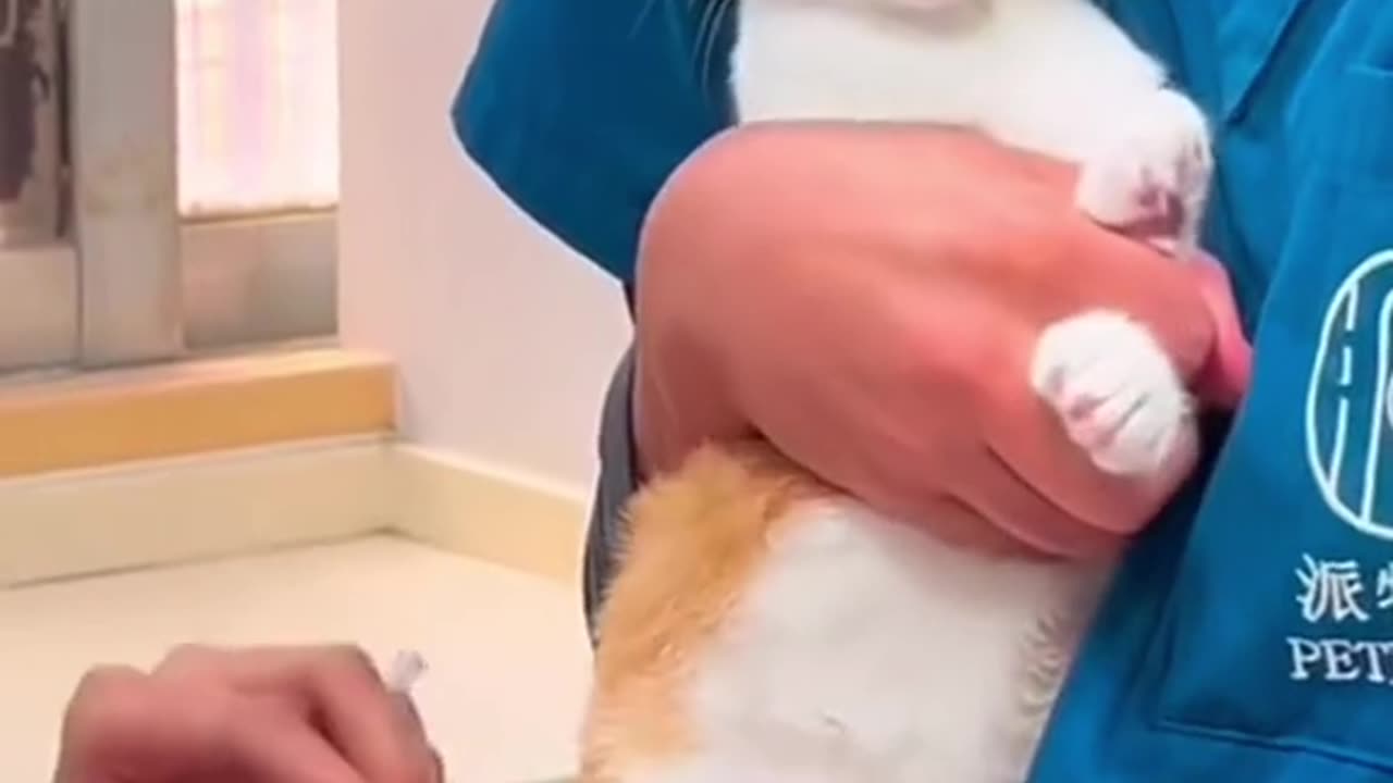 funny cat video