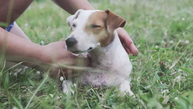 Man Petting The Dog's Head With Love.