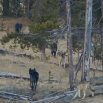 Alpha Wolf Summons the Pack