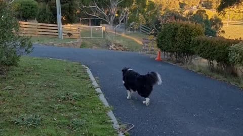 Dog trying to catch kangaroo