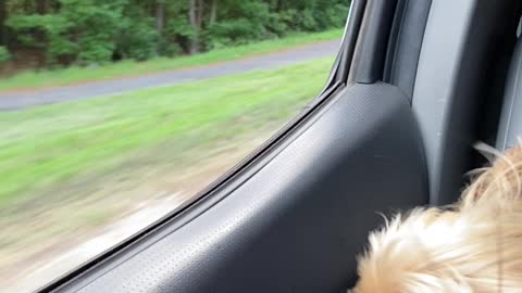 Harrison loves hanging his head out the window