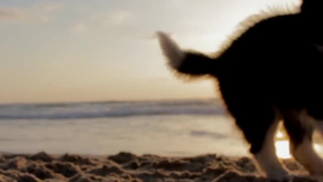 freedom is everything in life