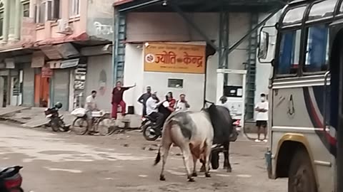 😱Funny 🐂 bull fight😱