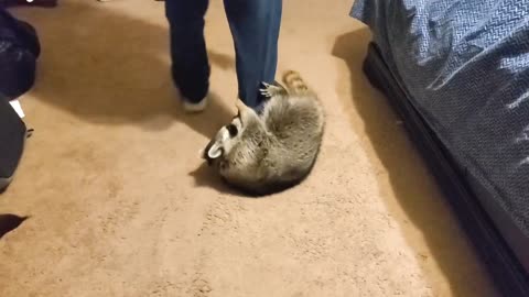 Racoon Acts Like Typical Toddler