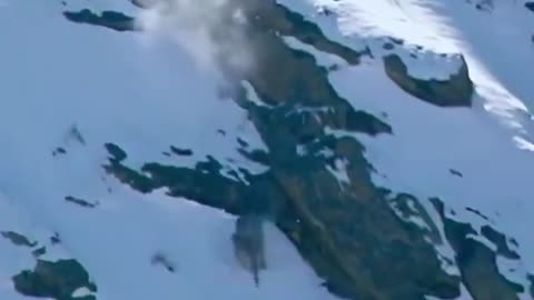 Snow Leopard Tackles Prey Down A Cliff