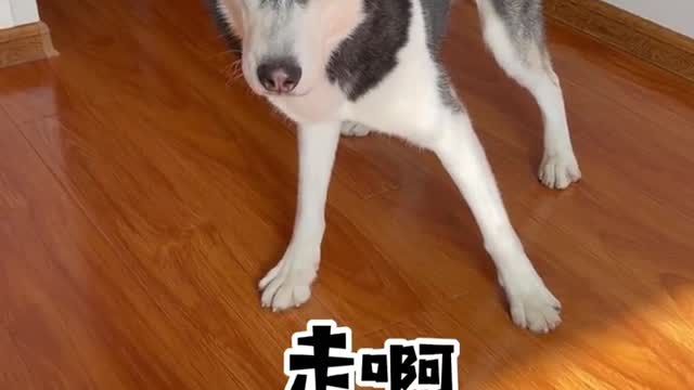 What's the experience of having an on-call Husky?