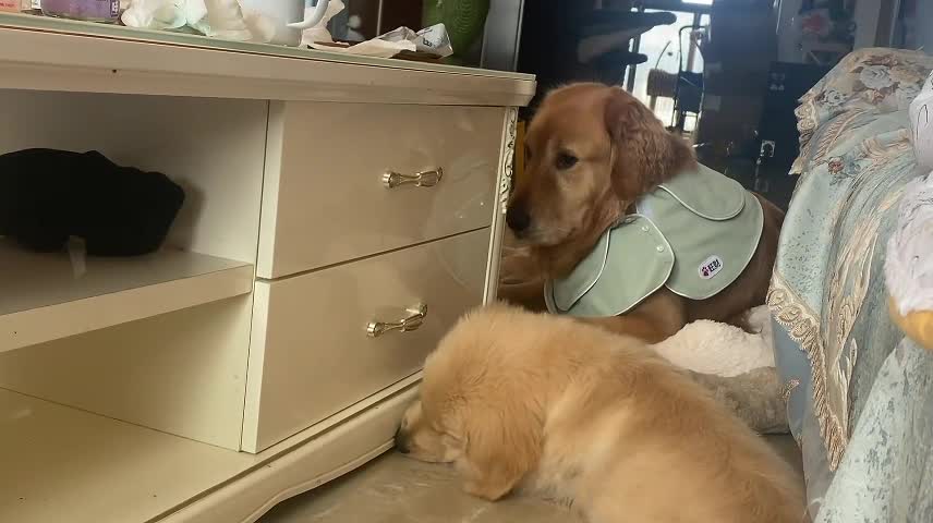 Dogs at play