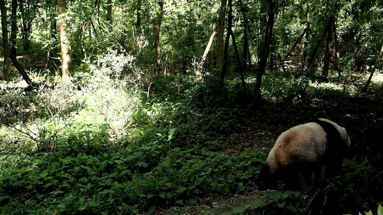 Panda in jungle