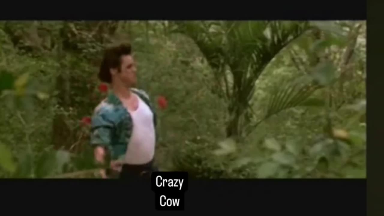 trying to catch the crazy cow