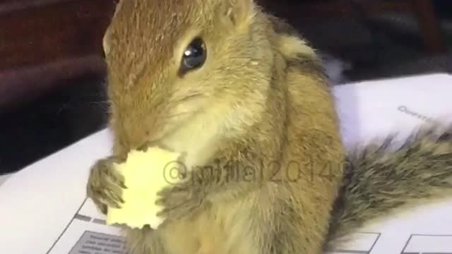 Squirrel eating popcorn