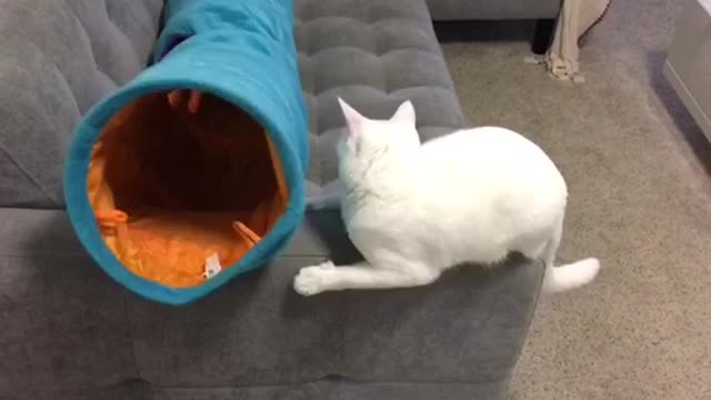 Funny cats ~ kitten slapping ~ hilarious