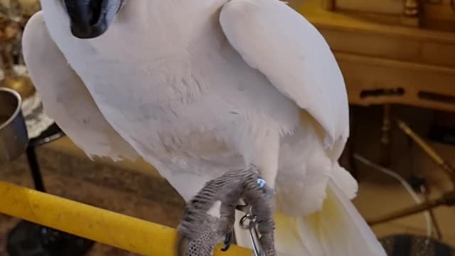 Cute dancing white parrot